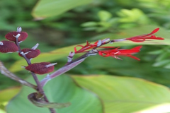 Canna indica